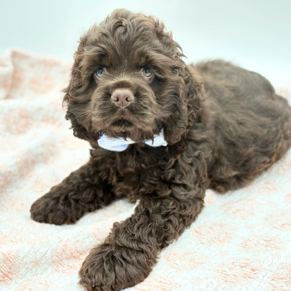 Fudge — Cocker Spaniel — Image 3