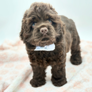Fudge — photo 1
