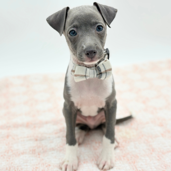Ravioli — Italian Greyhound — Image 1