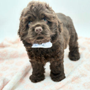 Fudge — photo 2