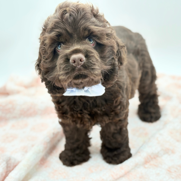 Fudge — Cocker Spaniel — Image 2