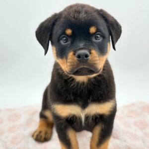 Jett — photo 2