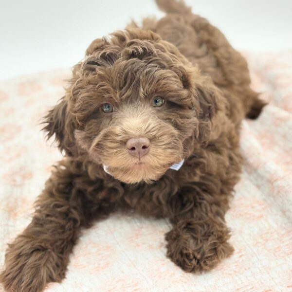 Truffle — Labradoodle Mini 2nd Gen — Image 4