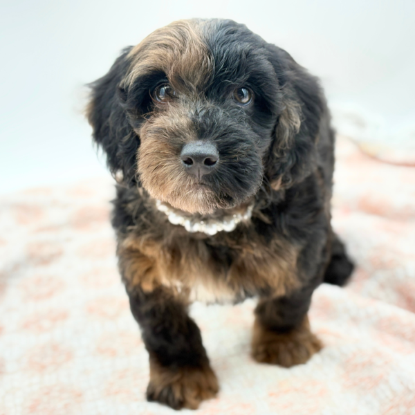 BonBon — Goldendoodle Mini F1b — Image 2