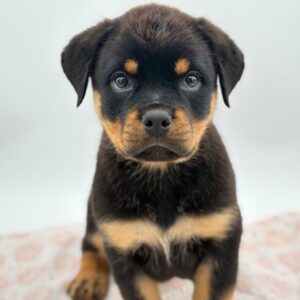 Jett — photo 3