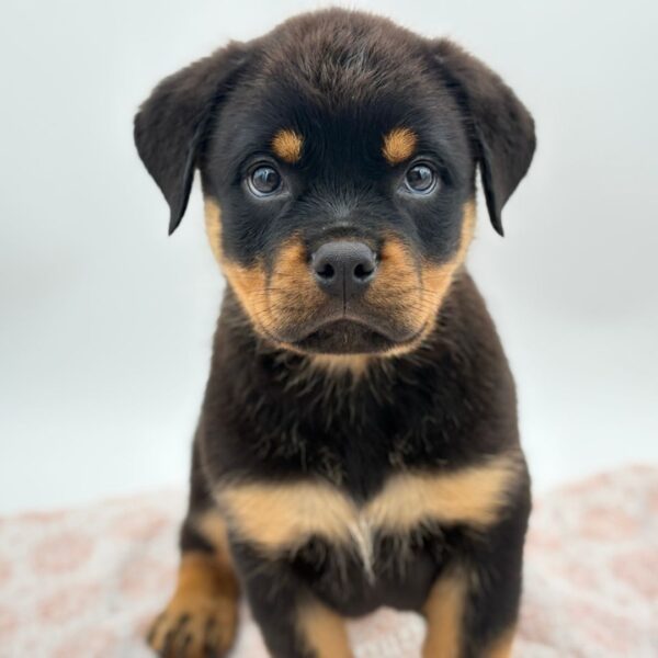 Jett — Rottweiler — Image 3