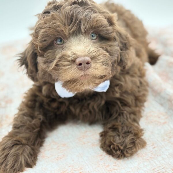 Truffle — Labradoodle Mini 2nd Gen — Image 3