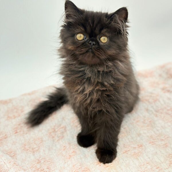 Salem — Exotic Longhair — Image 1