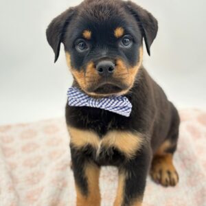 Jett — photo 4