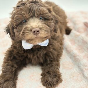 Truffle — photo 2