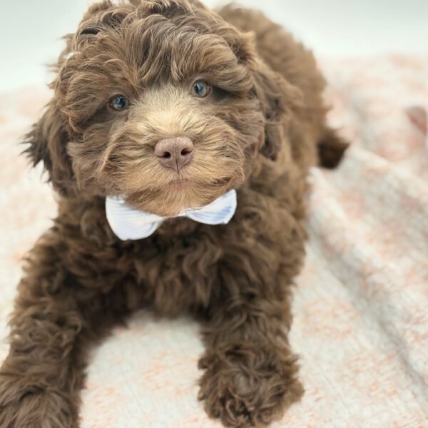 Truffle — Labradoodle Mini 2nd Gen — Image 2