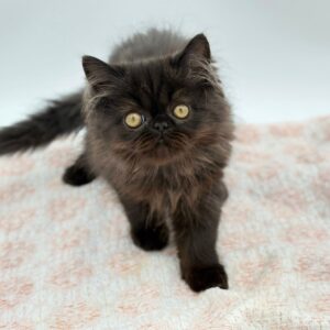 Salem — photo 2
