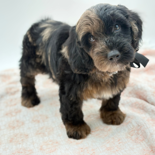 BonBon — Goldendoodle Mini F1b — Image 1