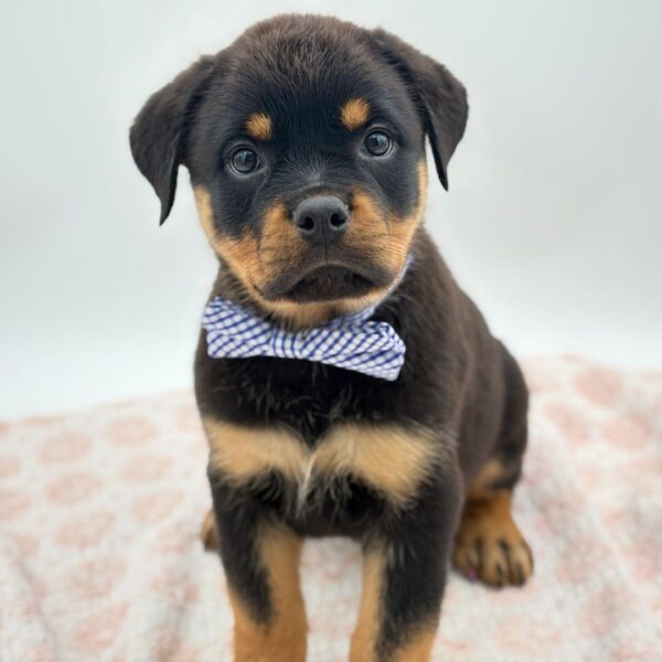 Jett — Rottweiler — Image 1