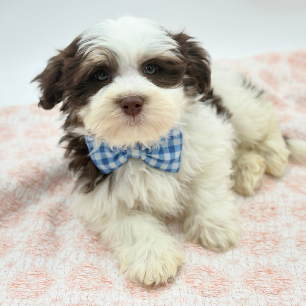 Jay — Havanese — Image 2