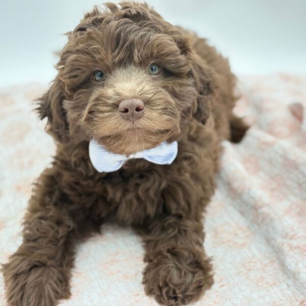 Truffle — Labradoodle Mini 2nd Gen — Image 1