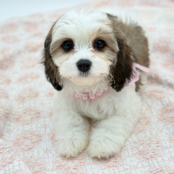 Genevieve — Cavachon — Image 3