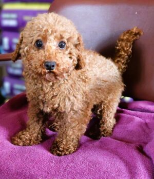 Teddy Junior