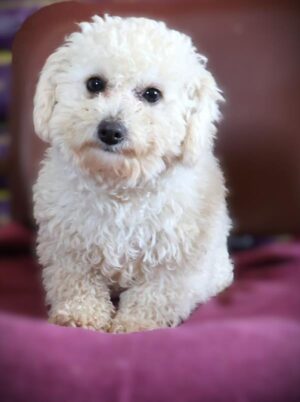 Nellie's Mable