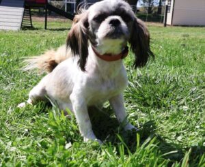 Rainbow Puppies Betty Lou