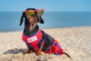 Your Dog’s Summer Job Would Definitely Be…