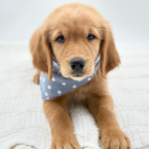 Logan — Golden Retriever — Image 1