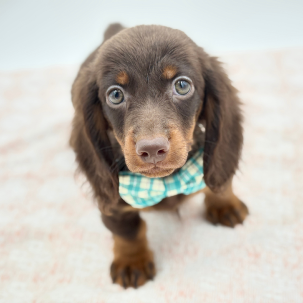 Fred — Dachshund — Image 4