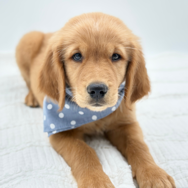 Logan — Golden Retriever — Image 2