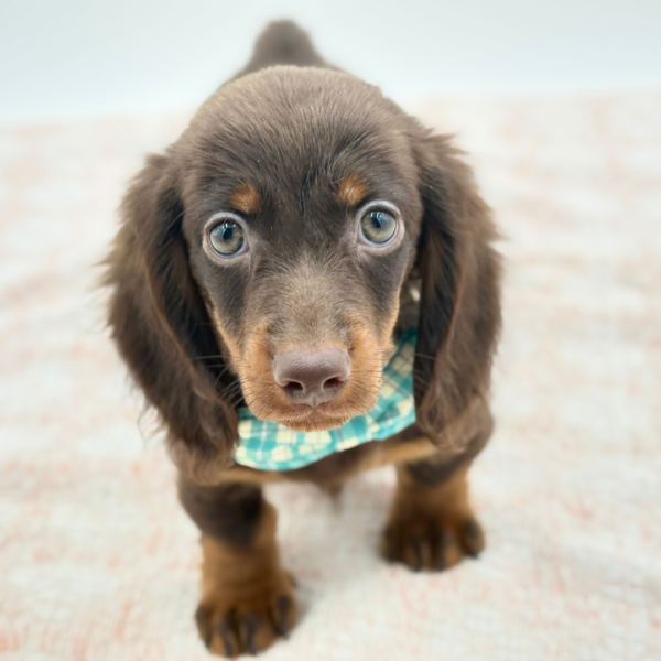 Fred — Dachshund — Image 2