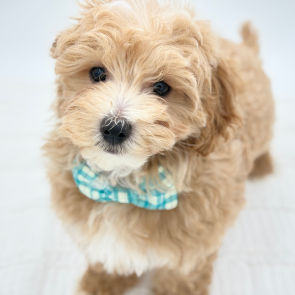 Cooper — Maltipoo — Image 2