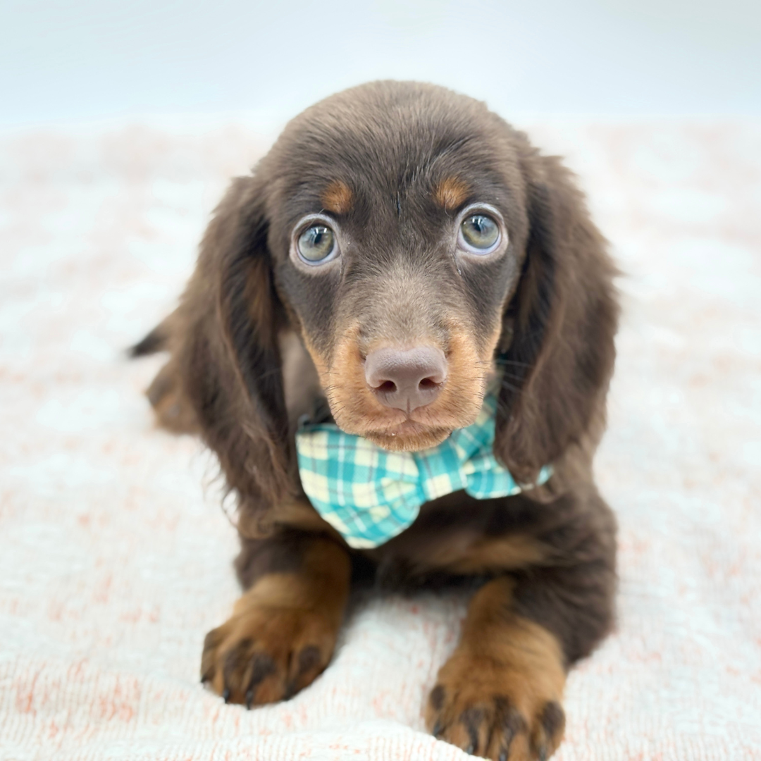 Dachshund in Siesta Key, FL