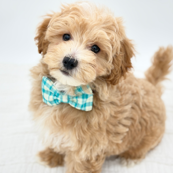 Cooper — Maltipoo — Image 1