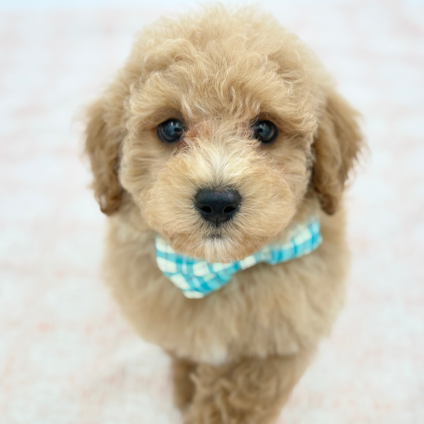 Leo — Maltipoo — Image 3