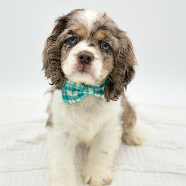 Billy — Cocker Spaniel — Image 1