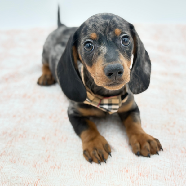George — Dachshund — Image 1