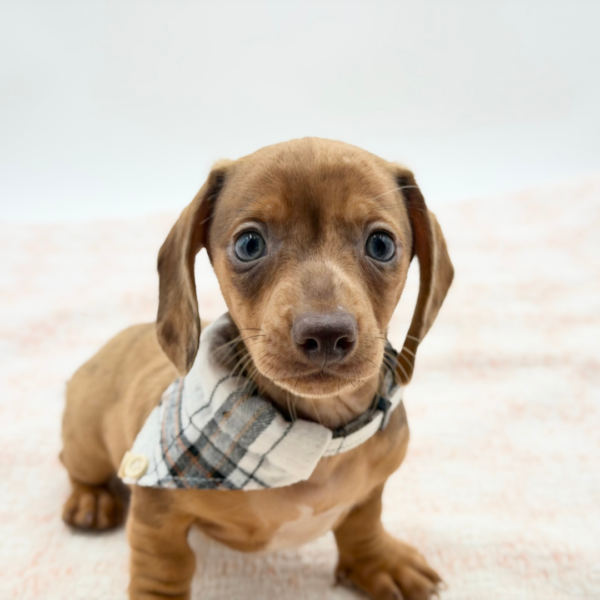Donnie — Dachshund — Image 2