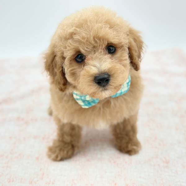 Leo — Maltipoo — Image 1