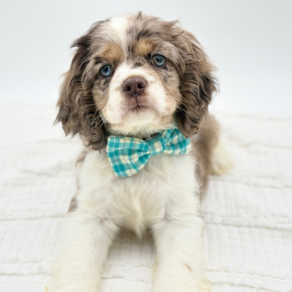 Billy — Cocker Spaniel — Image 2