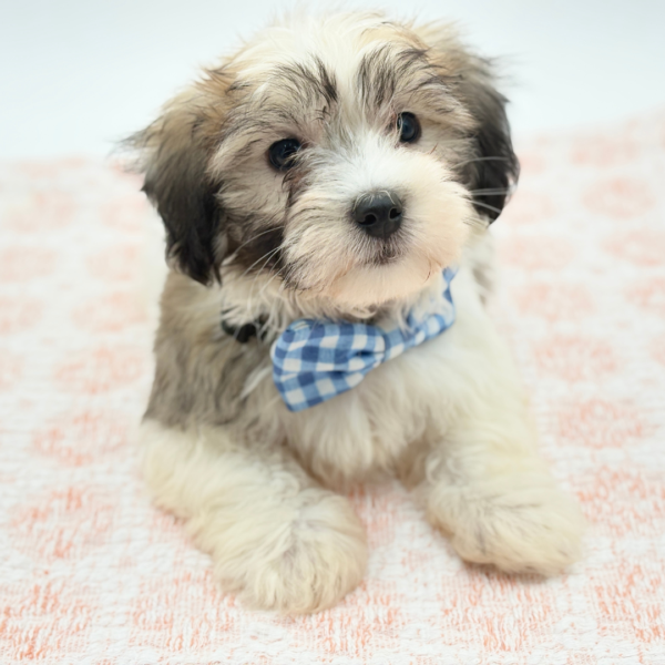 Pugsley — Coton De Tulear — Image 4