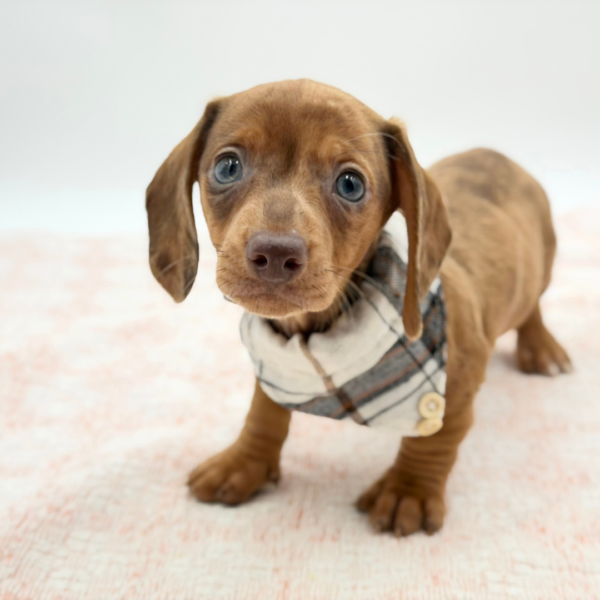 Donnie — Dachshund — Image 1