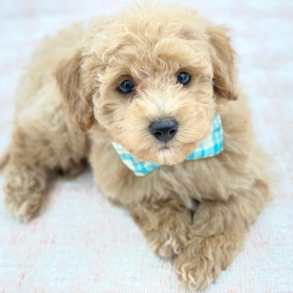 Leo — Maltipoo — Image 2