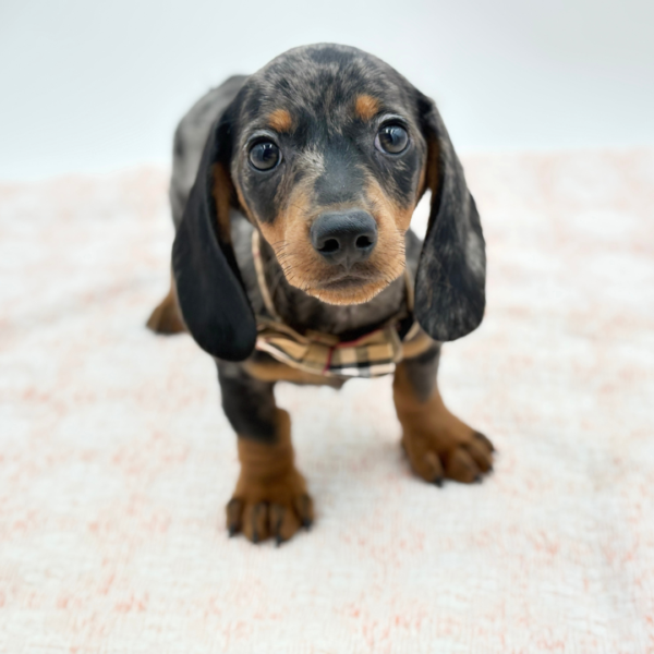 George — Dachshund — Image 3