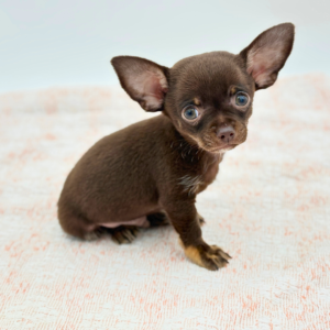 Pinto Bean — photo 4