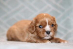 Cavalier King Charles Spaniel (M) – 31162