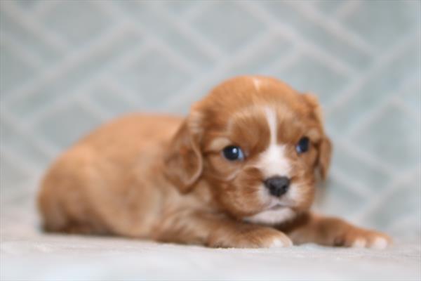 Charles — Cavalier King Charles Spaniel — Image 1