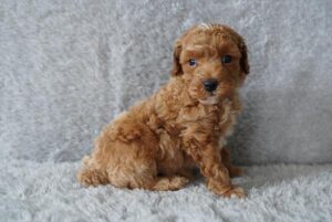 Poodle (M) – 31170