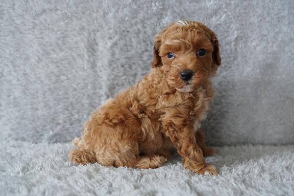 Frederick — Poodle — Image 1