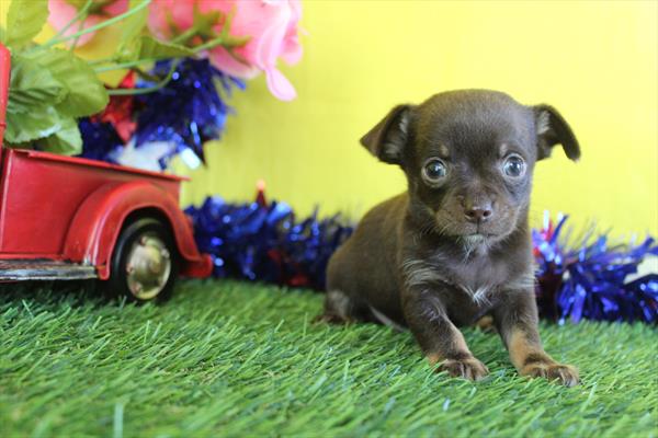 Pinto Bean — Chihuahua — Image 1