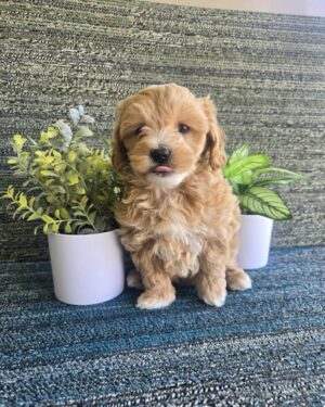 Maltipoo (M)- 31175