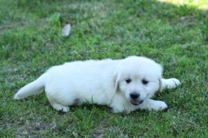 Golden Retriever (F) – 31191